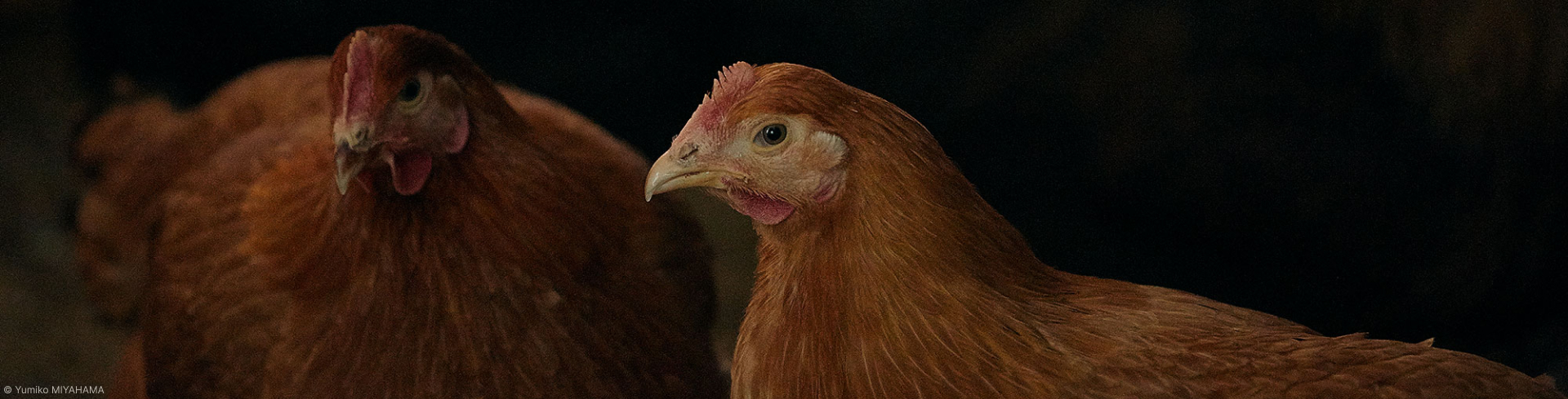 株式会社 髙坂鶏農園
